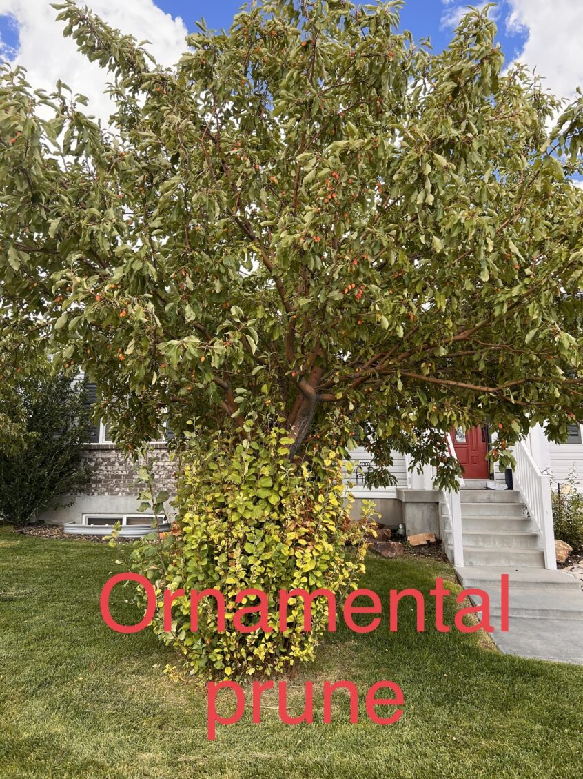 Utah Tree Co. Services: Prune & Remove in West Jordan