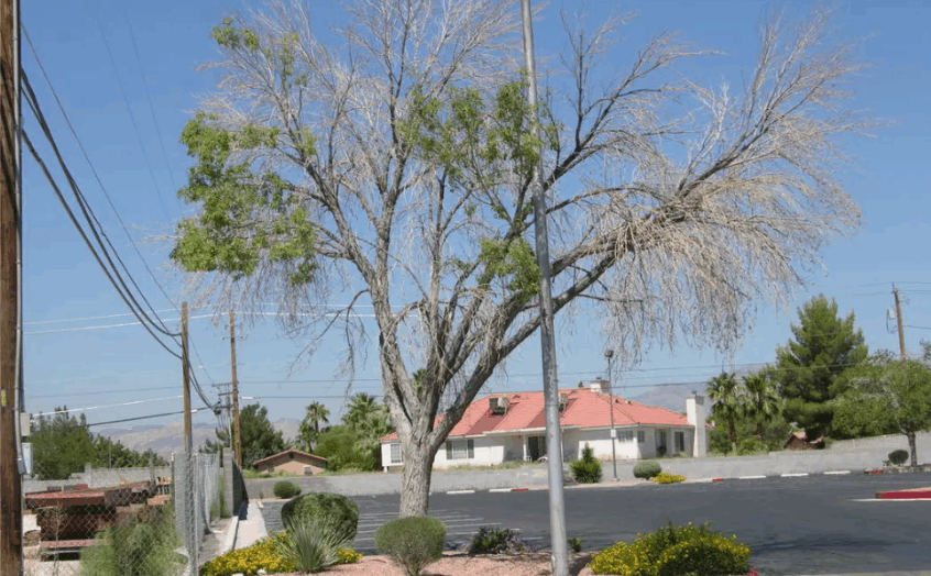 5 Signs Your Tree May Be Dying – Utah