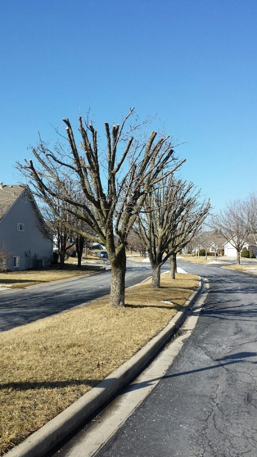Why Topping a Tree Is Usually a Bad Idea